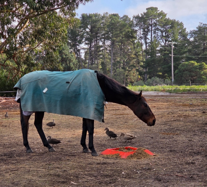 King enjoying the paddock